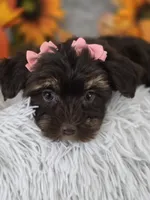 Belle, a female Yorkshire Terrier for sale in Goldsboro, NC – 3 of 4