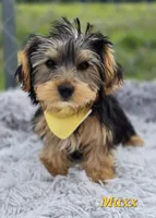 Maxx, a male Yorkshire Terrier for sale in Goldsboro, NC – 2 of 3