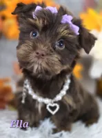 Ella, a female Yorkshire Terrier for sale in Goldsboro, NC – 3 of 3
