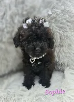 Sophie, a female Poodle - Toy  for sale in Goldsboro, NC – 2 of 3