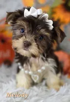 Melody, a female Yorkshire Terrier for sale in Goldsboro, NC – 3 of 4