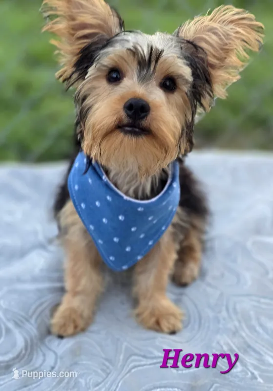 Henry – Yorkshire Terrier puppy for sale in Goldsboro, NC