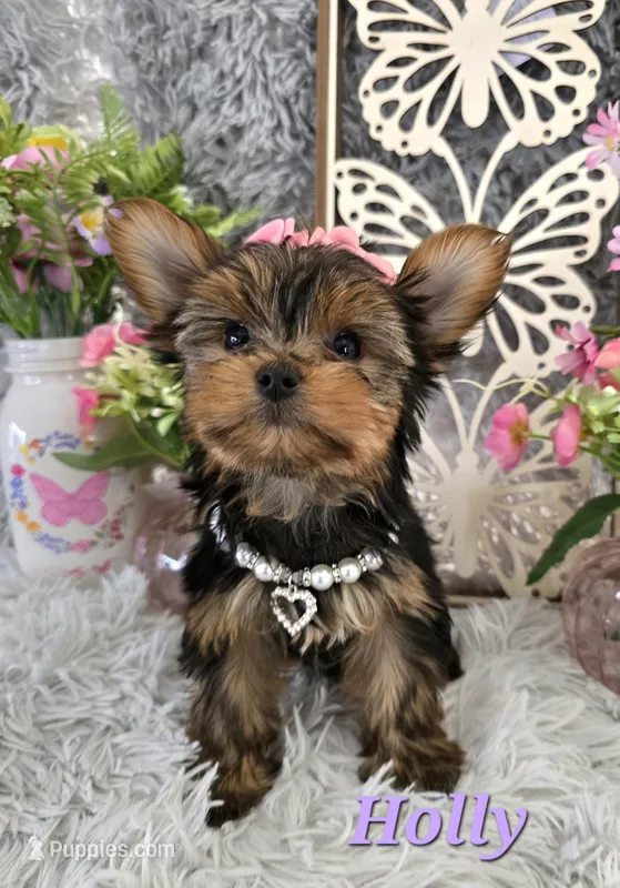 Holly – Yorkshire Terrier puppy for sale in Goldsboro, NC