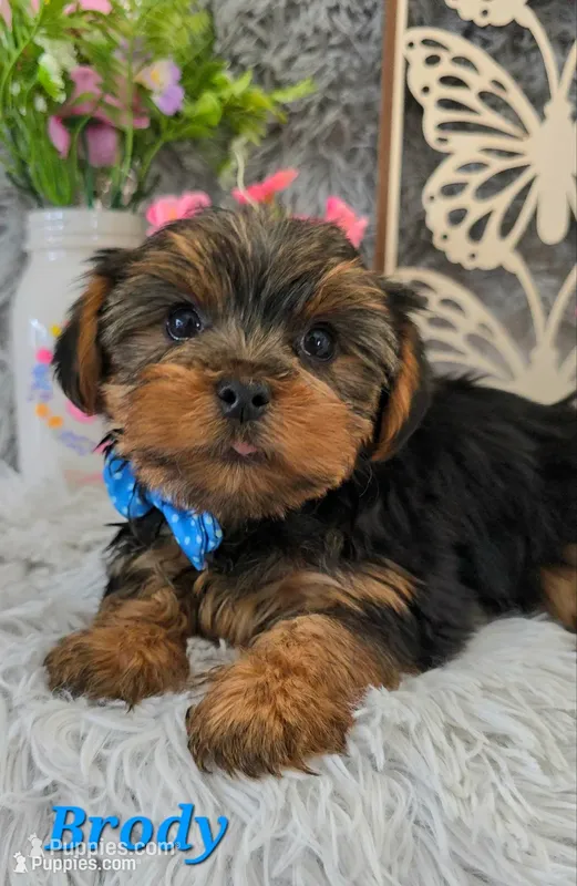 Brody – Yorkshire Terrier puppy for sale in Goldsboro, NC