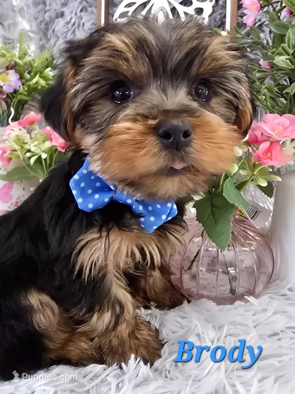 Brody – Yorkshire Terrier puppy for sale in Goldsboro, NC