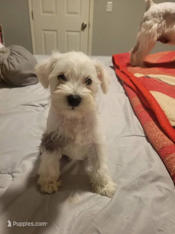 Mancha (spot)  – Miniature Schnauzer puppy for sale in Reedley, CA