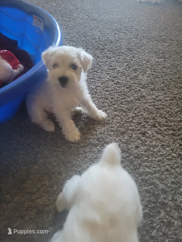 Jazzy – Miniature Schnauzer puppy for sale in Reedley, CA