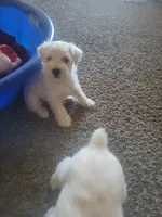 Jazzy, a female Miniature Schnauzer for sale in Reedley, CA – 1 of 1