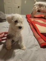 Mancha (spot) , a female Miniature Schnauzer for sale in Reedley, CA – 3 of 3