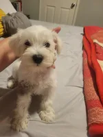Mancha (spot) , a female Miniature Schnauzer for sale in Reedley, CA – 2 of 3