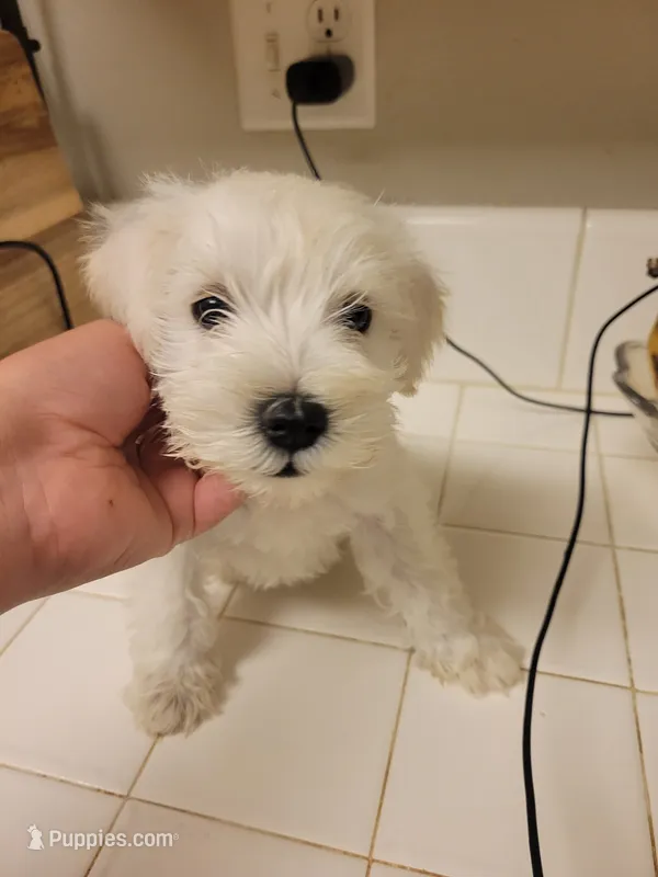 Mama's milk – Miniature Schnauzer puppy for sale in Reedley, CA