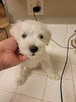 Mama's milk, a female Miniature Schnauzer for sale in Reedley, CA – 1 of 1