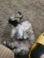 Puppy, a male Shih Tzu for sale in Sacramento, CA – 2 of 2