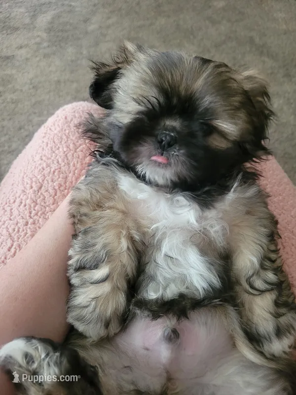 Puppy – Shih Tzu puppy for sale in Sacramento, CA