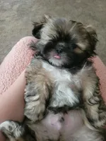 Puppy, a male Shih Tzu for sale in Sacramento, CA – 1 of 2