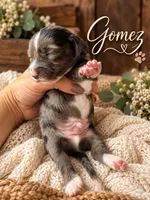 Gomez, a male Miniature Dachshund for sale in Spring Hill, FL – 8 of 10