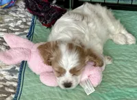 Emmett (Tiny) , a male Cavapoo for sale in Spring Hill, FL – 2 of 10