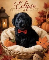 Eclipse , a male Miniature Bernedoodle and Miniature Aussiedoodle for sale in Spring Hill, FL – 2 of 10