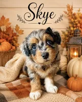 Skye- Tiny Toy , a female Miniature Aussiedoodle for sale in Spring Hill, FL – 3 of 10