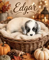 Edgar -one blue eye , a male Cavapoo for sale in Spring Hill, FL – 2 of 10