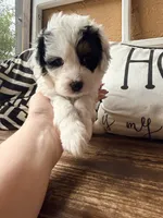 Gray collar, a female Miniature Bernedoodle and Miniature Goldendoodle for sale in Spring Hill, FL – 3 of 10