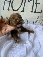 Boo, a male Miniature Goldendoodle for sale in Spring Hill, FL – 8 of 8