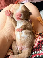 Blue collar, a male Poodle - Toy  and Miniature Goldendoodle for sale in Spring Hill, FL – 6 of 8