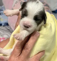 Edgar , a male Cavapoo for sale in Spring Hill, FL – 6 of 9