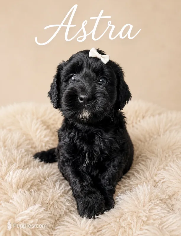 Astra – Miniature Bernedoodle, Miniature Aussiedoodle puppy for sale in Spring Hill, FL