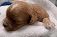 Ezra, a male Cavapoo for sale in Spring Hill, FL – 3 of 10