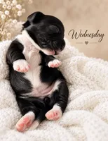 Wednesday , a female Miniature Dachshund for sale in Spring Hill, FL – 1 of 10