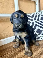 Lyra, a female Miniature Bernedoodle and Miniature Aussiedoodle for sale in Spring Hill, FL – 6 of 10