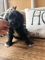 Red collar , a male Miniature Bernedoodle and Miniature Goldendoodle for sale in Spring Hill, FL – 8 of 10