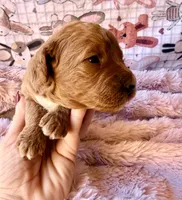 Starla, a female Miniature Bernedoodle for sale in Spring Hill, FL – 9 of 10