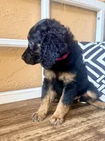 Vega, a female Miniature Bernedoodle and Miniature Aussiedoodle for sale in Spring Hill, FL – 4 of 10