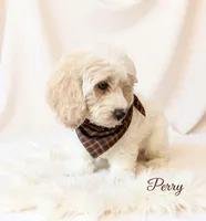 Perry, a male Cavapoo for sale in Port Richey, FL – Photo 8 of 10