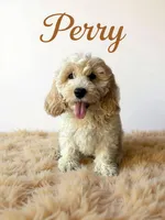 Perry, a male Cavapoo for sale in Spring Hill, FL – 4 of 10