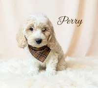 Perry, a male Cavapoo for sale in Port Richey, FL – Photo 3 of 10