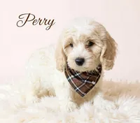 Perry, a male Cavapoo for sale in Port Richey, FL – Photo 2 of 10