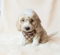 Perry, a male Cavapoo for sale in Port Richey, FL – Photo 4 of 10