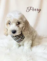 Perry, a male Cavapoo for sale in Port Richey, FL – Photo 1 of 10