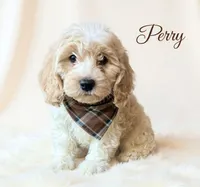 Perry, a male Cavapoo for sale in Port Richey, FL – Photo 5 of 10