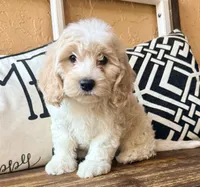 Perry, a male Cavapoo for sale in Port Richey, FL – Photo 10 of 10