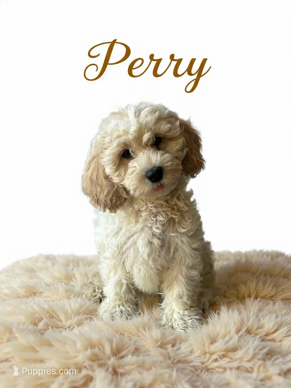 Perry – Cavapoo puppy for sale in Port Richey, FL
