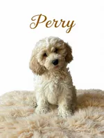 Perry, a male Cavapoo for sale in Spring Hill, FL – 1 of 10