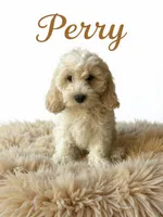 Perry, a male Cavapoo for sale in Spring Hill, FL – 3 of 10