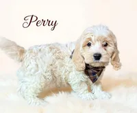 Perry, a male Cavapoo for sale in Port Richey, FL – Photo 6 of 10