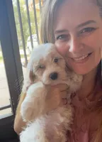 Perry, a male Cavapoo for sale in Port Richey, FL – Photo 9 of 10