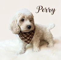 Perry, a male Cavapoo for sale in Port Richey, FL – Photo 7 of 10