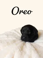 Oreo, a male Goldendoodle for sale in Port Richey, FL – 5 of 10